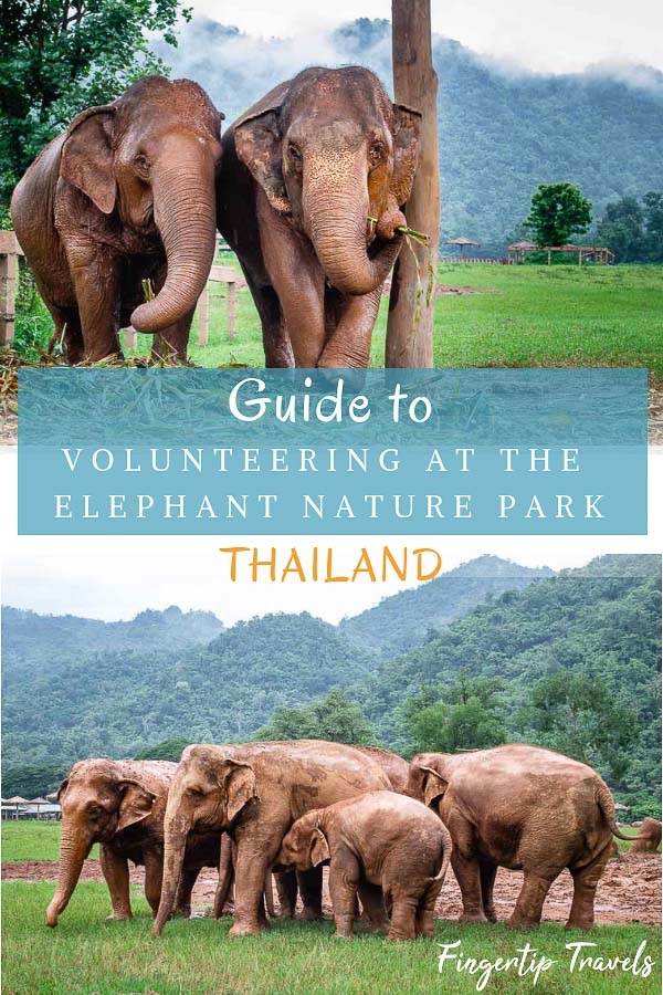 Volunteer with elephants in Thailand: Guide to Volunteering at the Elephant Nature Park, Chiang Mai Thailand. How to have an ethical elephant experience in Thailand. Elephant sanctuary volunteer