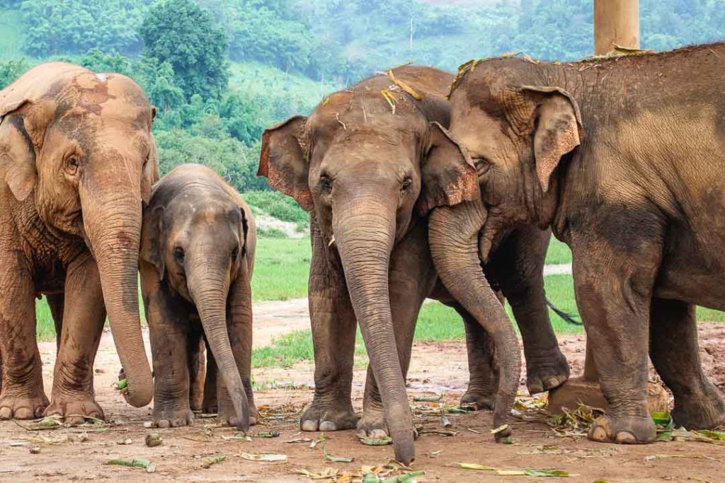 Ethical elephant experience in Thailand