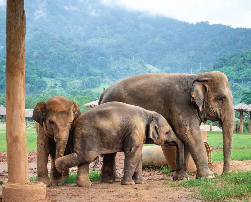 Volunteering at the Elephant Nature Park, Chiang Mai Thailand