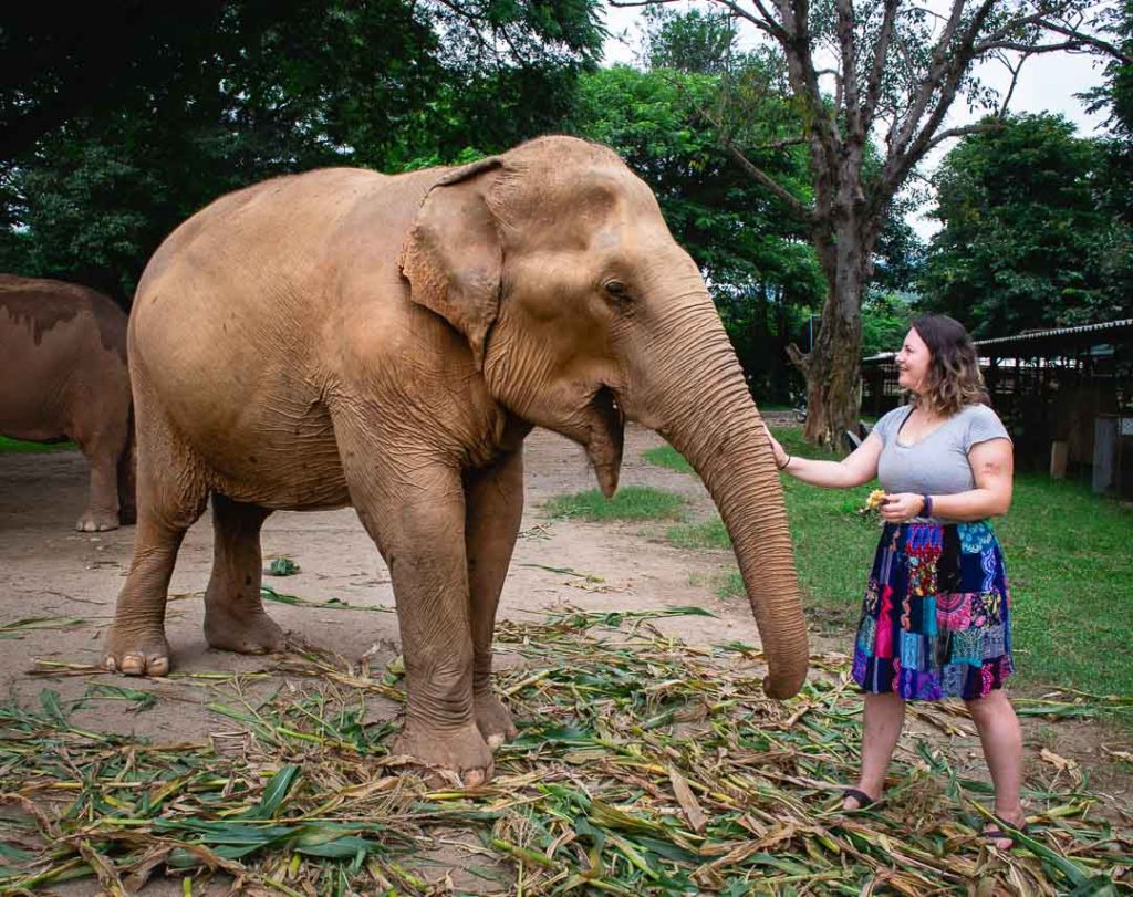 Volunteering at the Elephant Nature Park, Chiang Mai Thailand