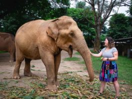 Volunteering at the Elephant Nature Park, Chiang Mai Thailand
