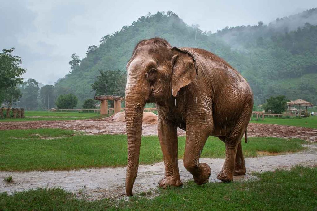 Volunteer at an elephant sanctuary in Thailand
