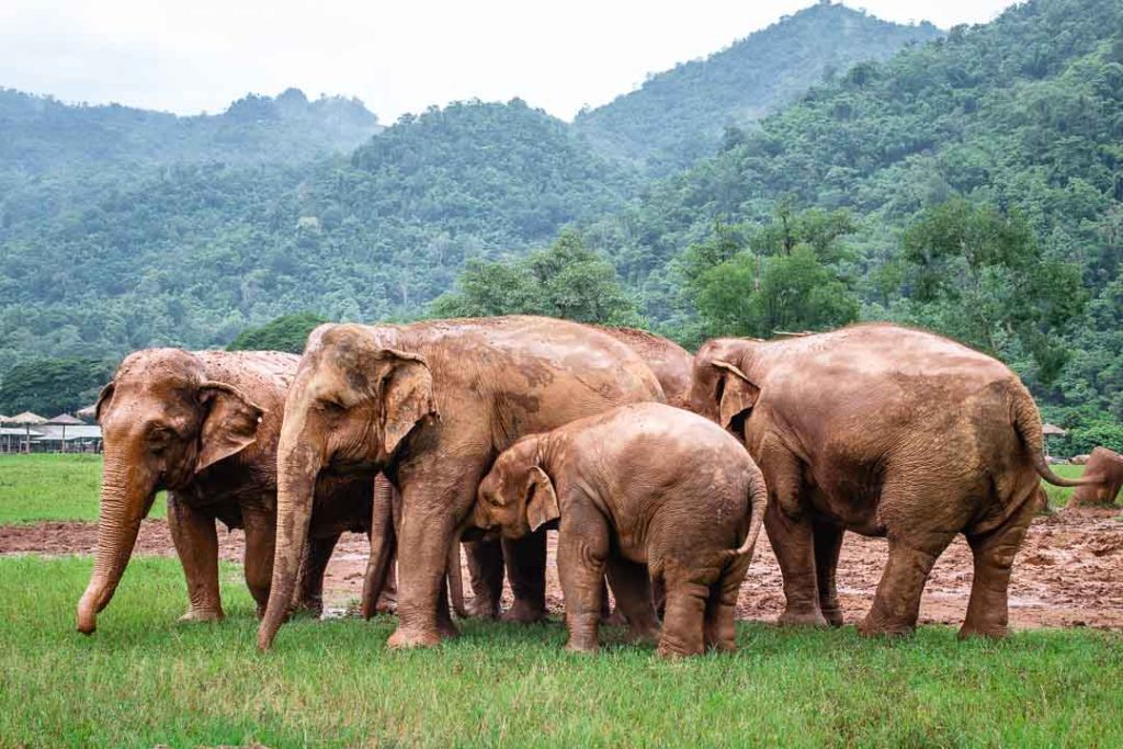 Ethical elephant experience in Thailand