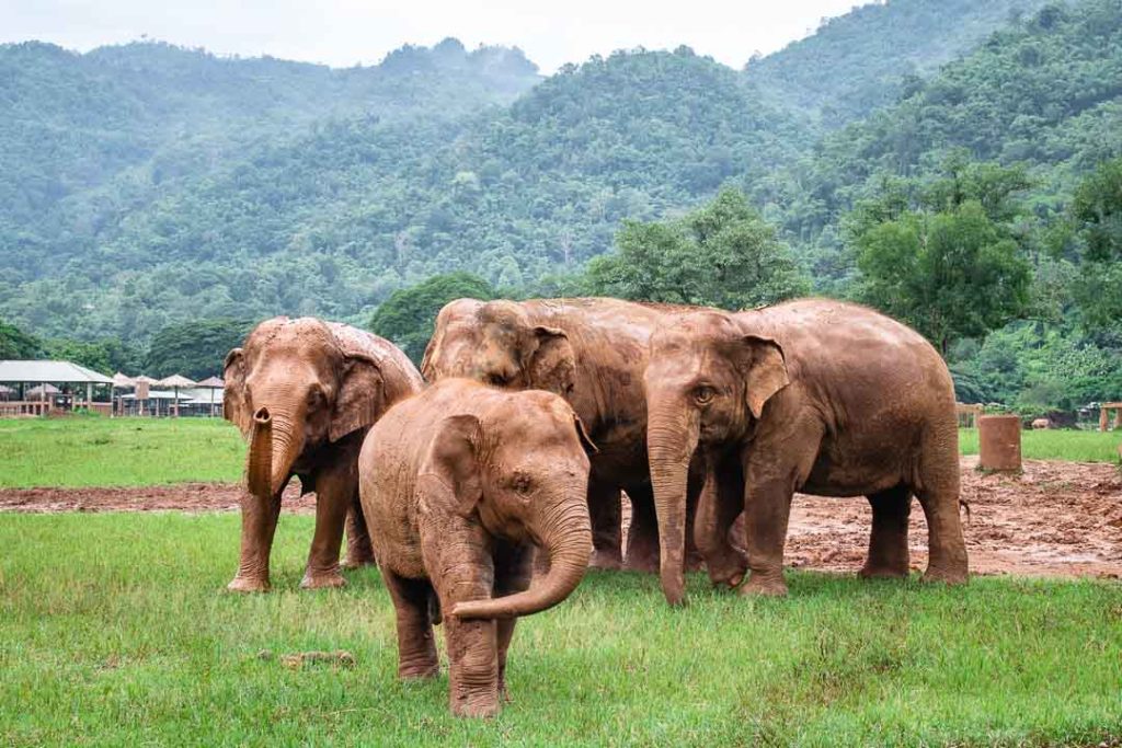 Volunteer at the Elephant Nature Park, Chiang Mai Thailand