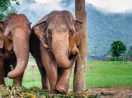 Volunteering at the Elephant Nature Park, Chiang Mai, Thailand