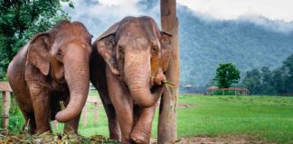 Guide to Volunteering at the Elephant Nature Park: Chiang Mai, Thailand Volunteering at the Elephant Nature Park, Chiang Mai, Thailand