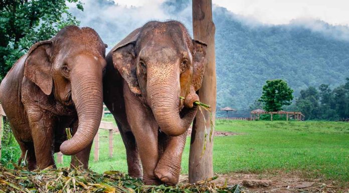 Guide to Volunteering at the Elephant Nature Park: Chiang Mai, Thailand Volunteering at the Elephant Nature Park, Chiang Mai, Thailand