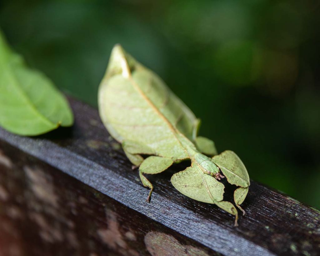 Leaf Insect, Gunung Mulu National Park