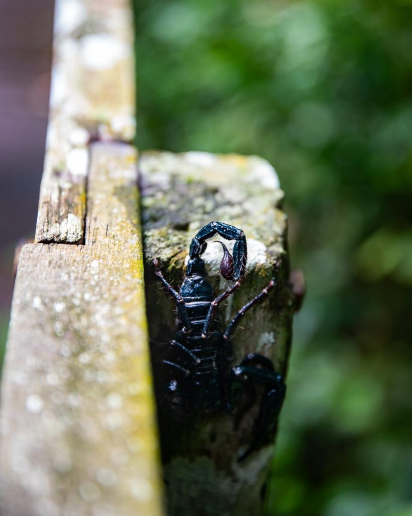 Scorpion at Gunung Mulu National Park