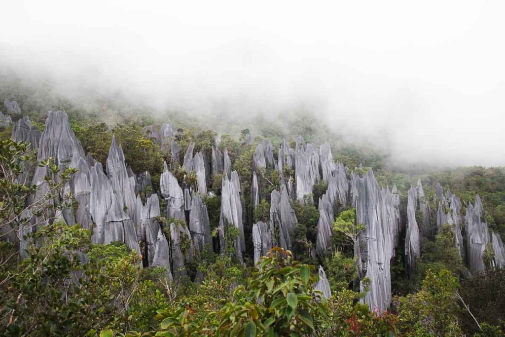 The Pinnacles, Gunung Mulu National Park