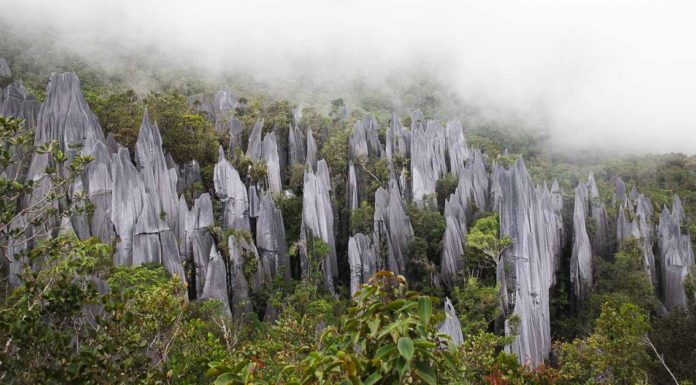 Guide to Gunung Mulu National Park: Epic Borneo Rainforest Adventure Gunung Mulu National Park