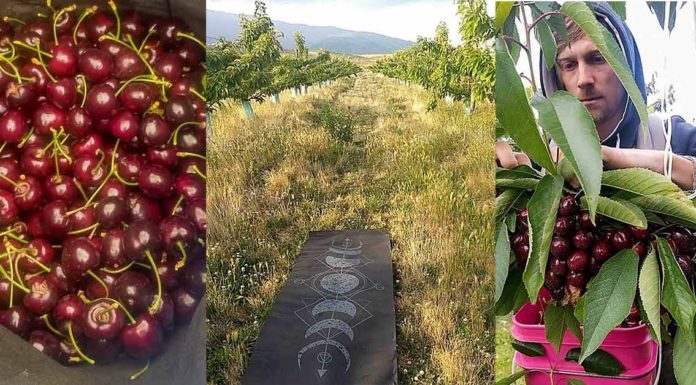 Fruit Picking Seasons in New Zealand Fruit Picking Seasons in New Zealand