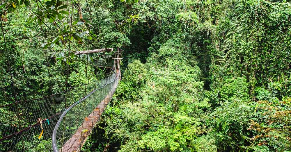 Canopy Walk, Gunung Mulu National Park, Malaysian Borneo