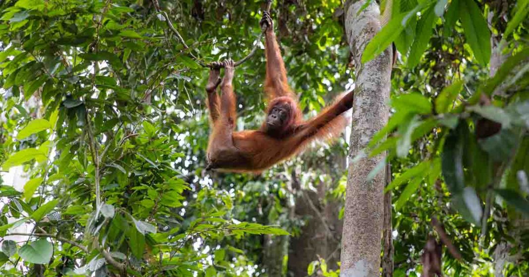 Orangutan at Sepilok Orangutan Rehabilitation Centre