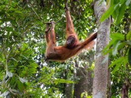 Orangutan at Sepilok Orangutan Rehabilitation Centre