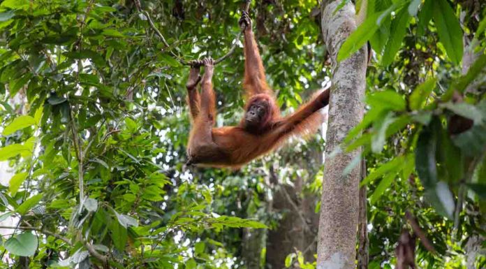 Best Wildlife Experiences in Borneo Orangutan at Sepilok Orangutan Rehabilitation Centre