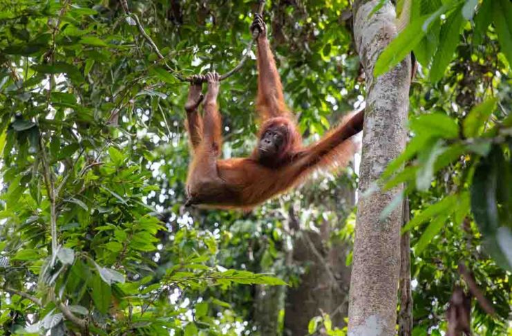 Orangutan at Sepilok Orangutan Rehabilitation Centre