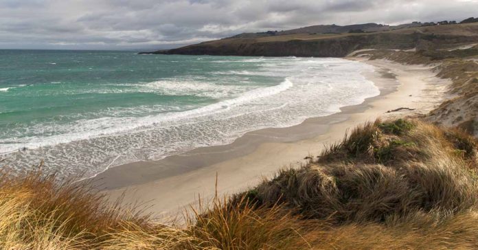 Best Things to do on the Otago Peninsula Best Things to do on the Otago Peninsula: Sandfly Bay
