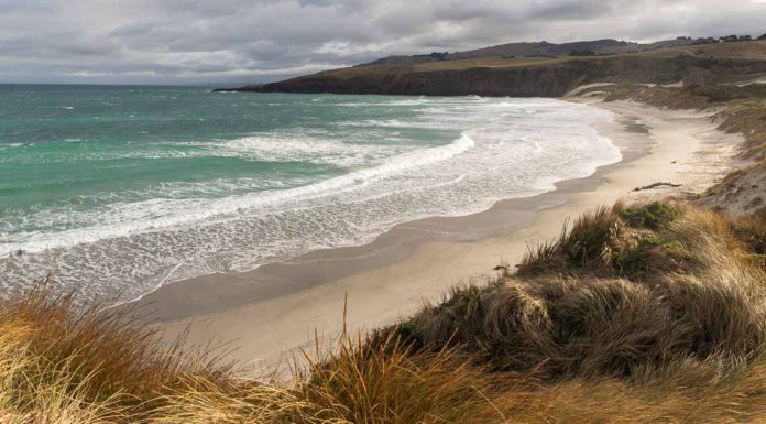 Best Things to do on the Otago Peninsula, New Zealand Best Things to do on the Otago Peninsula: Sandfly Bay