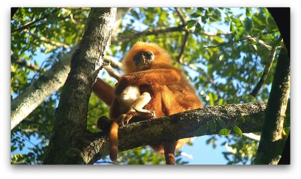 Red Leaf Monkey in Danum Valley Conservation Area