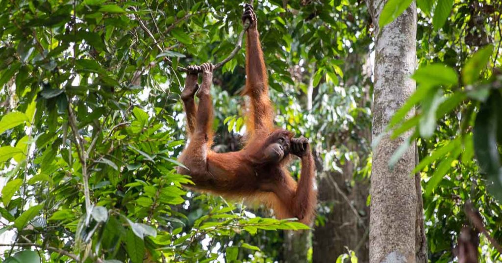 Orangutan in Sepilok Orangutan Rehabilitation Centre, Borneo