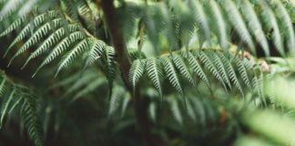 How to Find a Working Holiday Job in New Zealand Fern Leaves in New Zealand