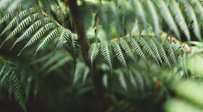 How to Find a Working Holiday Job in New Zealand Fern Leaves in New Zealand