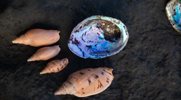 Best Shell Beaches in New Zealand Shells in New Zealand